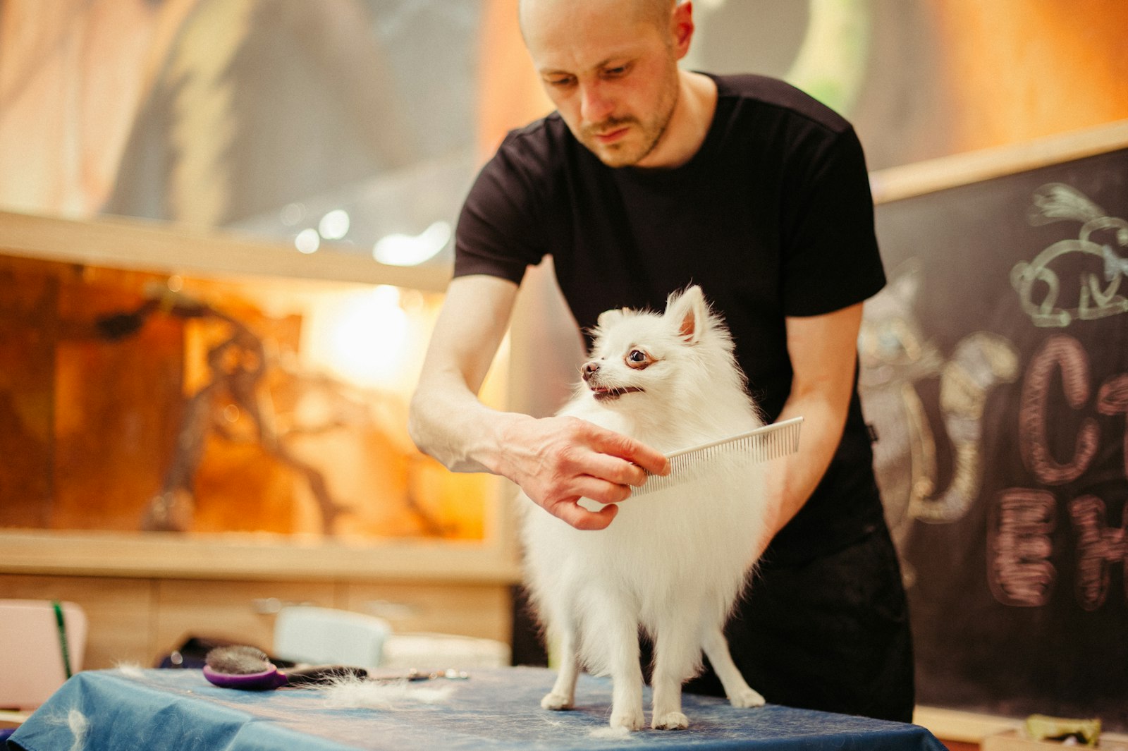 Brushing pet fur